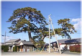 画像:西大渕大松(全景)