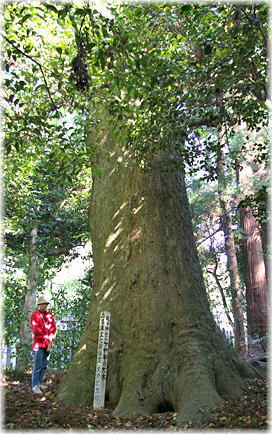 画像:庭田神社のケヤキ(幹と並ぶ)_2