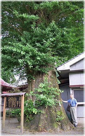 画像:野尻川上神社の銀杏(幹と並ぶ)
