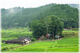 画像:野尻川上神社の銀杏(遠景)