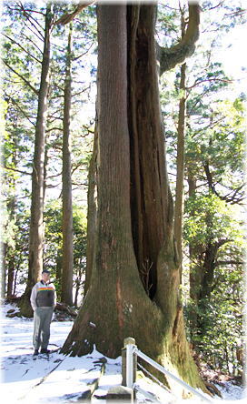 画像:大尾山の鳥居スギ(幹と並ぶ)