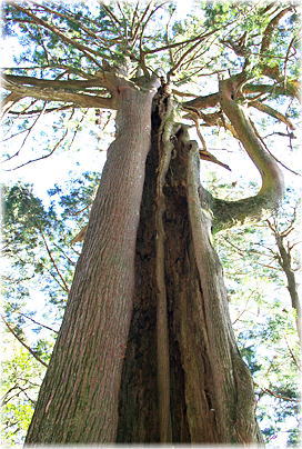 画像:大尾山の鳥居スギ