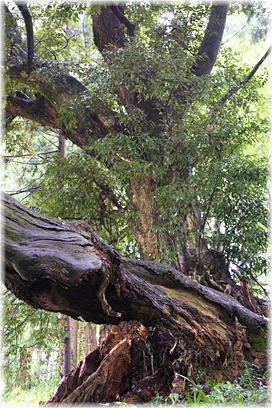 画像:岡村八幡宮のスダジイ_1