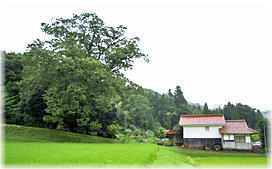 画像:奥谷のケヤキ(遠景)
