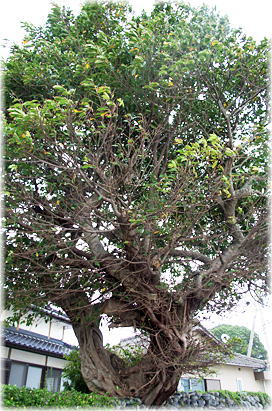 �摜�F���э�̞�