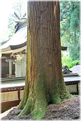 画像：小野諏訪神社の大スギB
