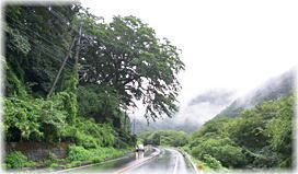 画像:大倉のムクノキ(遠景)
