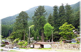 画像：大歳神社の大スギ（遠景）