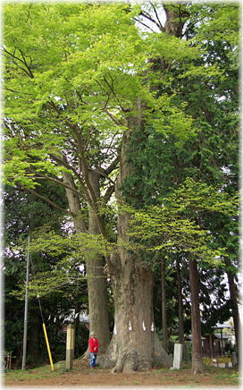 画像:八幡神社の大ケヤキ(幹と並ぶ)