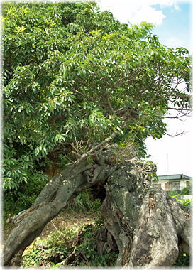 �摜�F�䒃���Ղ̃A�R�E_1