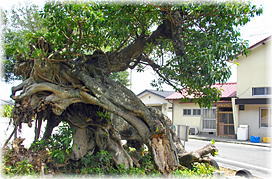 �摜�F�䒃���Ղ̃A�R�E_2