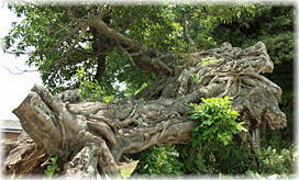 �摜�F�䒃���Ղ̃A�R�E_3