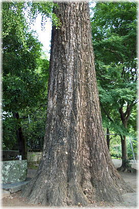 画像:尾足日吉神社のイチョウ