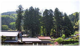 画像:小津白山神社のスギ(遠景)