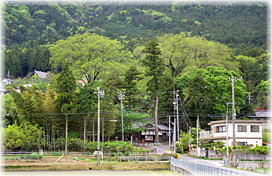 画像:六社神社のムクノキ(遠景)