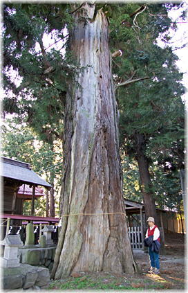 画像：両之木八幡神社のスギ（幹と並ぶ）