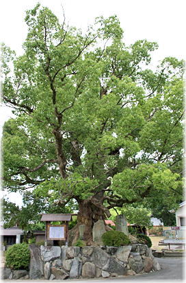 画像:三郎丸の大樟(全景)