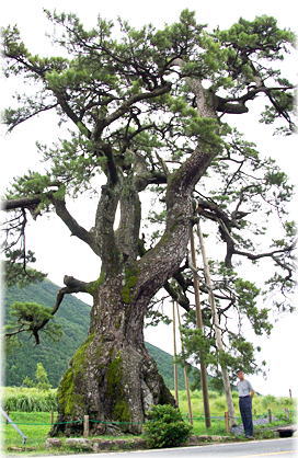 �摜�F��߂̏��i���ƕ��ԁj