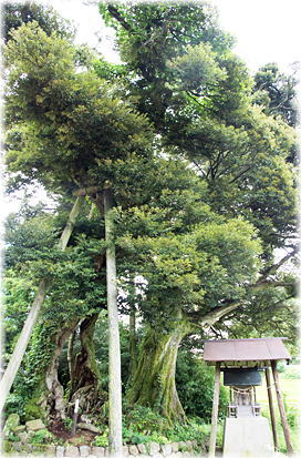 画像:佐比売山神社のスダジイ