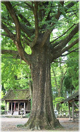 画像:西巌殿寺の公孫樹
