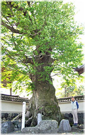 画像:西蓮寺のムクノキ(幹と並ぶ)