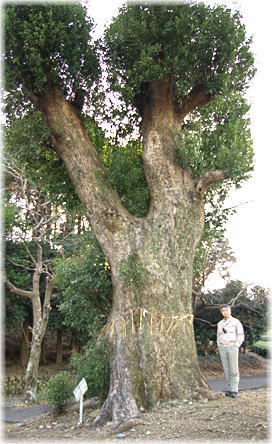画像:坂部加茂神社のクスノキ(幹と並ぶ)
