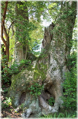 画像:鮭神社の夫婦クス_2