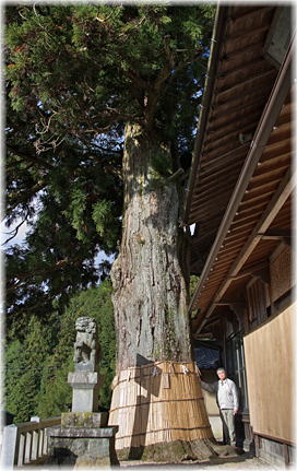 画像:里宮佐久良太神社のスギ(幹と並ぶ)