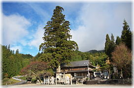 画像:里宮佐久良太神社のスギ(全景)