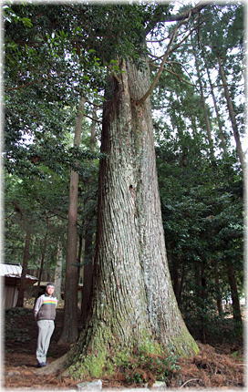 �摜�F�O��_�Ђ̃X�M�i���ƕ��ԁj