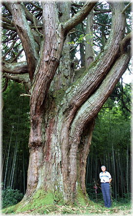 画像:沢田の大杉(幹と並ぶ)