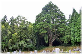 画像:沢田の大杉(全景)