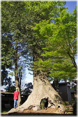 画像:白鬚神社のケヤキ(幹と並ぶ)