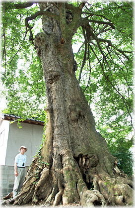 画像:宣頓寺の大椋(幹と並ぶ)