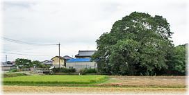 画像:志岐城下のアコウ(遠景)