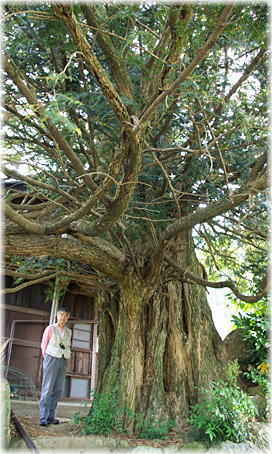 画像:島尻の大カヤ(幹と並ぶ)
