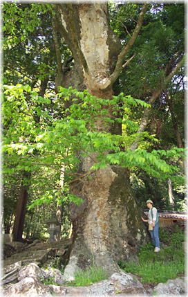 画像:下石井八幡神社のケヤキ(幹と並ぶ)