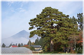 画像:白津からかさ松(遠景)