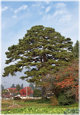 画像:白津からかさ松(全景)