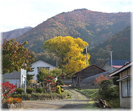 画像:志津のイチョウ(遠景)