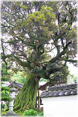 画像:正蓮寺の椎の木