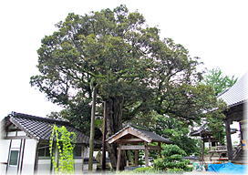 画像:正蓮寺の椎の木(全景)
