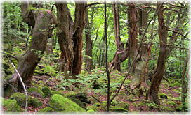 画像：杣口山のサワラ林