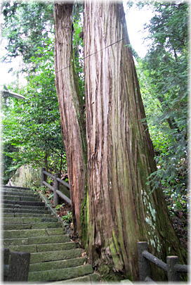 画像:須賀神社のスギ