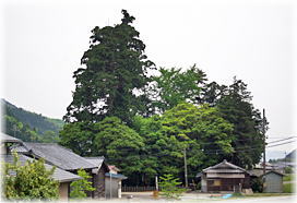 画像：大年神社の夫婦杉（遠景）
