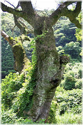 画像:須万風呂ヶ原のエノキ