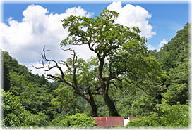 画像:須万風呂ヶ原のエノキ(遠景)