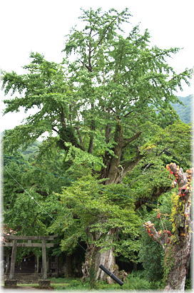 画像:立戸八幡宮のイチョウ