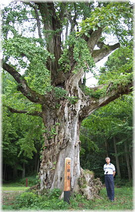 画像:立戸八幡宮のイチョウ(幹と並ぶ)