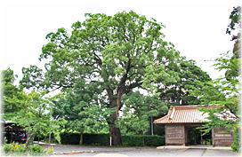 画像:多陀寺のクスノキ(全景)